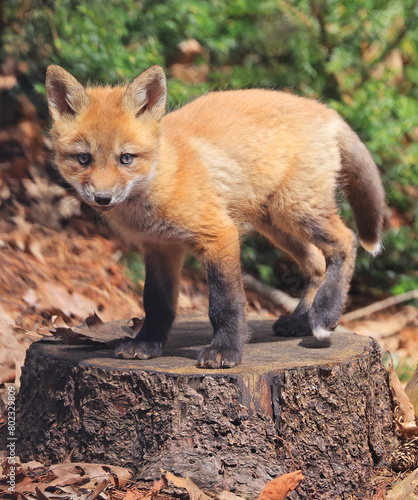 Portrait of young red fox standing on the tree trunk in the forest with green fir branches on the foreground, Canada
