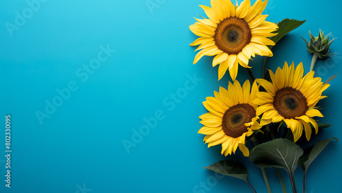 Banner  Frische Sonnenblumen auf t  rkisfarbenen Hintergrund