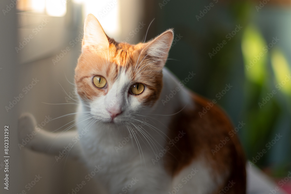 close up. brown and white cat with yellow eyes looks at the camera