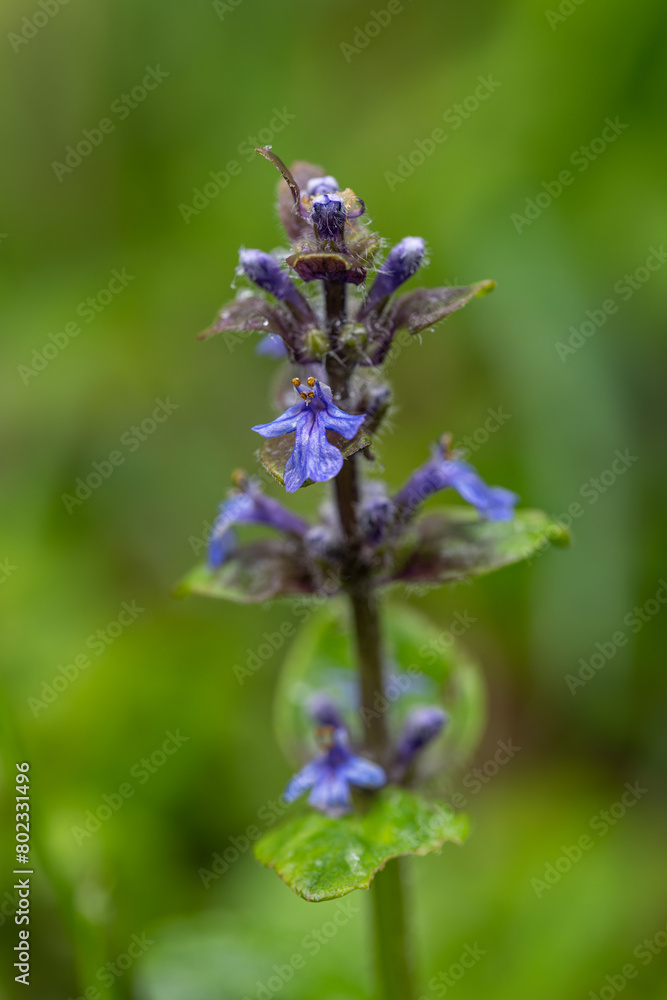Flowering runner creeping in the grass. Flowering runner creeping in the grass.