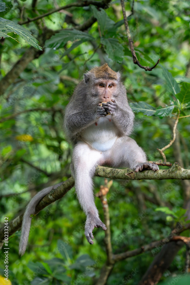 Long Tailed Macaque - portrait sitting in tree, eating and looking straight at camera. Crab Eating Macaque in Ubud Sacred Monkey Forest, Bali (Macaca fascicularis, cynomolgus monkey) Long Tailed Macaque - portrait sitting in tree, eating and looking straight at camera. Crab Eating Macaque in Ubud Sacred Monkey Forest, Bali (Macaca fascicularis, cynomolgus monkey)