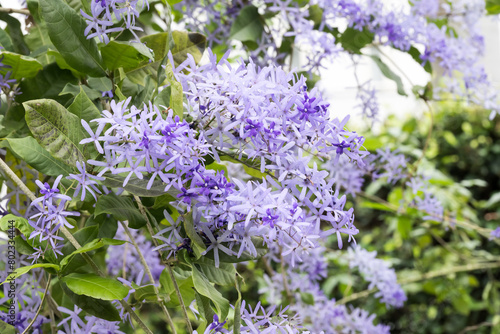 Wallpaper Mural Beautiful Sandpaper Vine flowers. Torontodigital.ca
