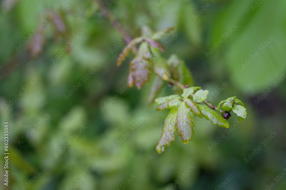 Fresh young oak leaves wet from the rain on the tree. Fresh young oak leaves wet from the rain on the tree.