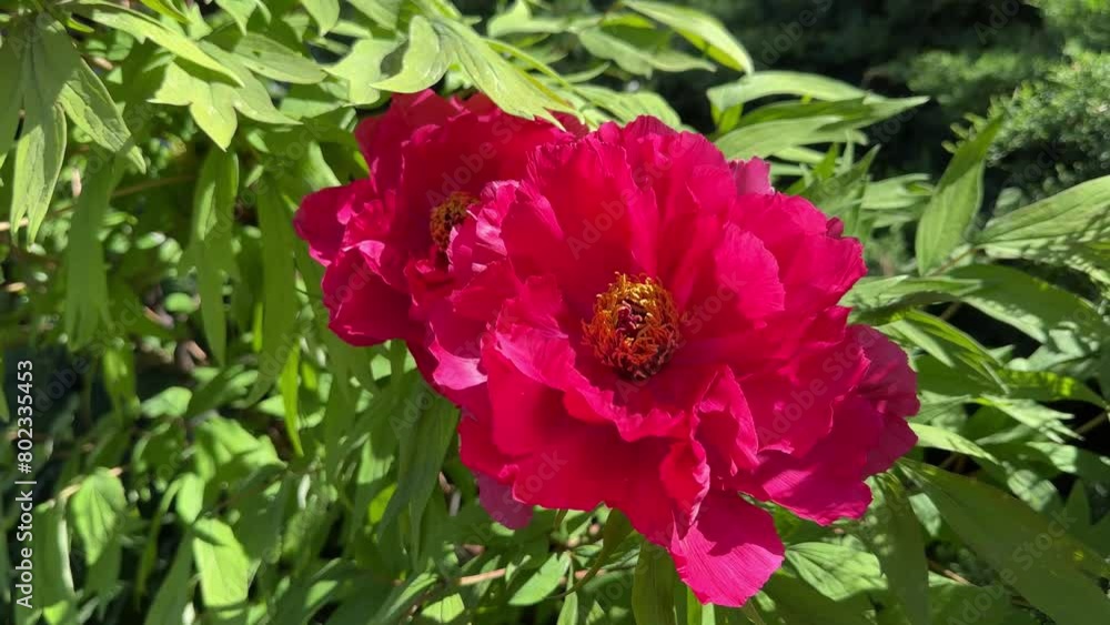 Beautiful flowers tree peony bright red pink blossom. Beautiful flowers tree peony bright red pink blossom.