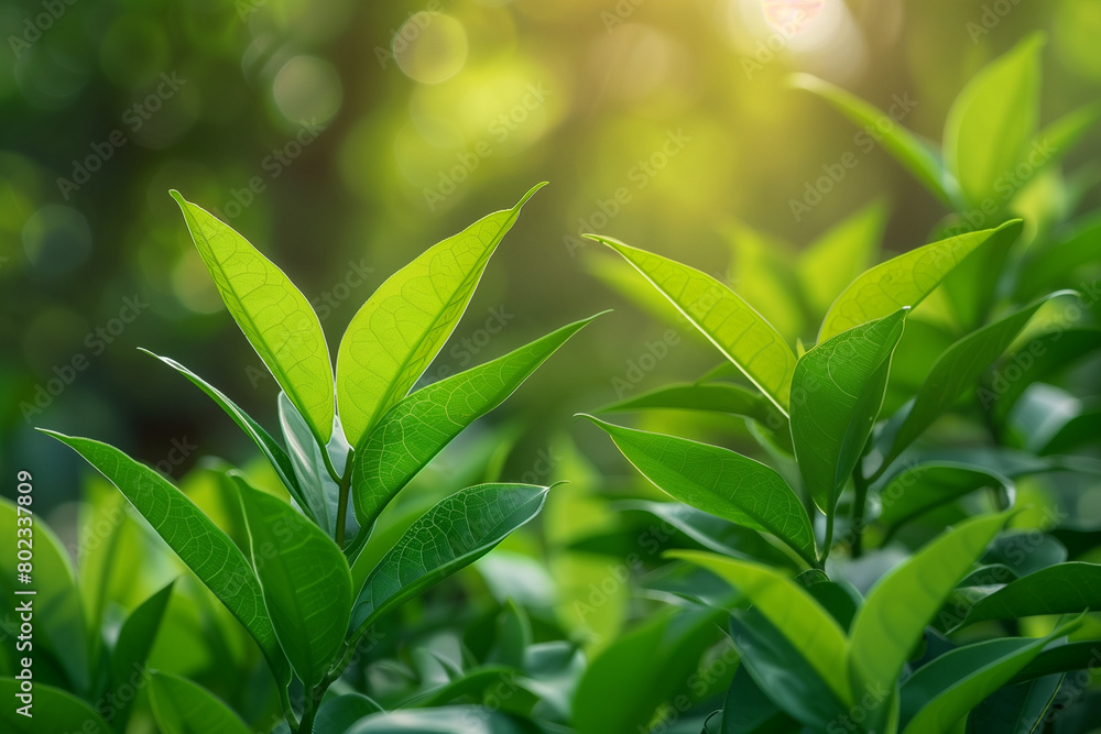 Fototapeta premium green tea leaves background