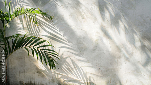 Modern Minimal Tropical Palm Shadow Play - Summer Backdrop