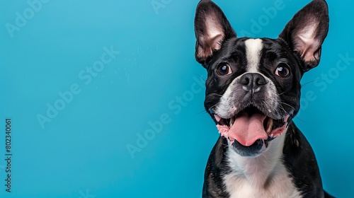 A happy and joyful boston terrier dog with its tongue hanging out smiles on a blue background