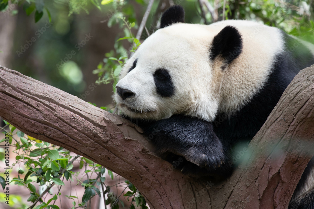 Obraz premium Close up Giant Panda in Chengdu panda Base, China