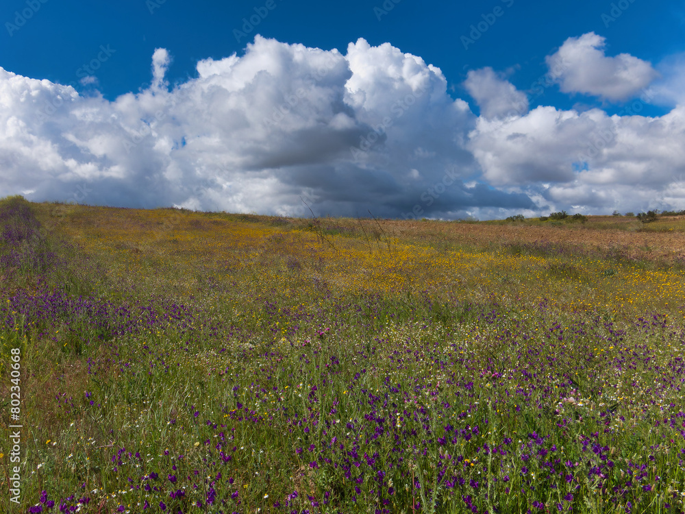 landscape, view, rural, spring, plants, clouds, sky, flora, fiel landscape, view, rural, spring, plants, clouds, sky, flora, fiel