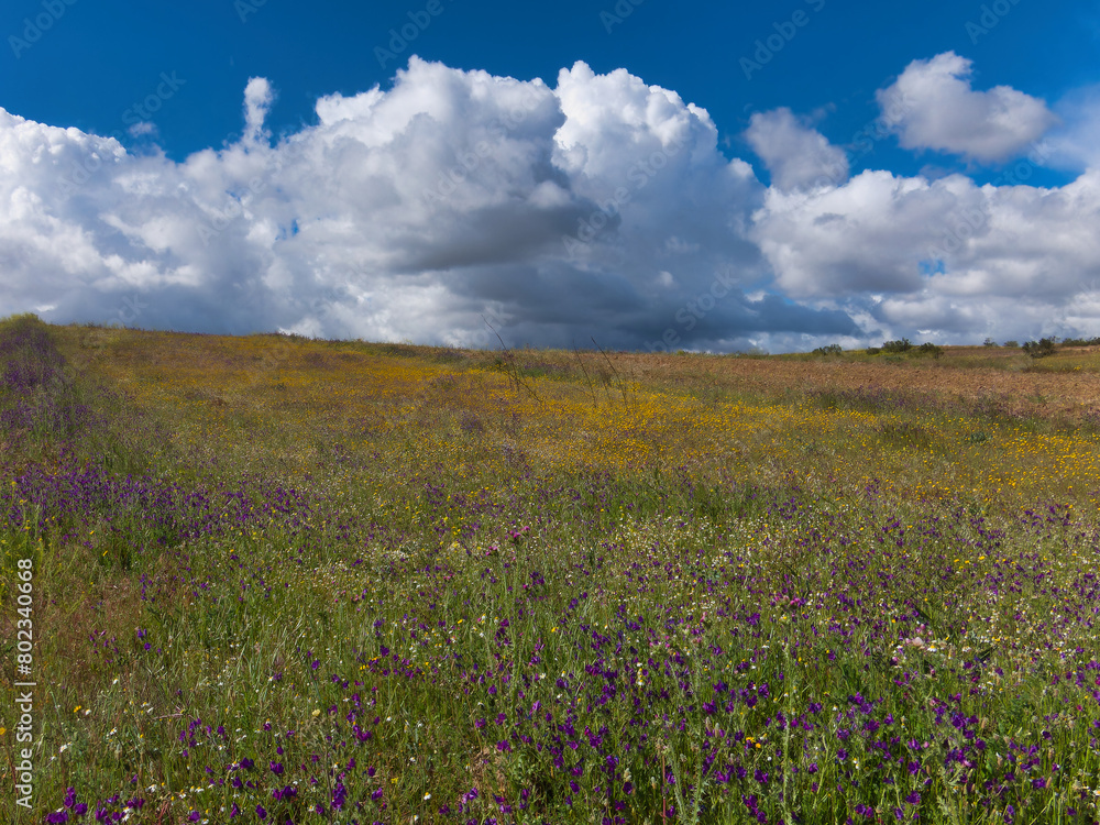 landscape, view, rural, spring, plants, clouds, sky, flora, fiel