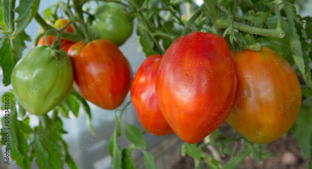 Closeup of big red tomatoes hanging on bush in garden