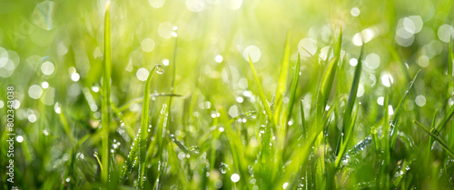 Fresh green grass with dew drops close up.