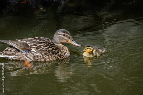 Mother duck with duckling face to face in pond