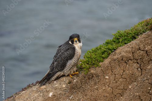 Peregrine falcon close-up perched on cliff above ocean