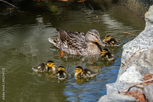 Mother duck surrounded by her ducklings in a pond