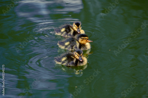 Three ducklings in a row swimming in a pond