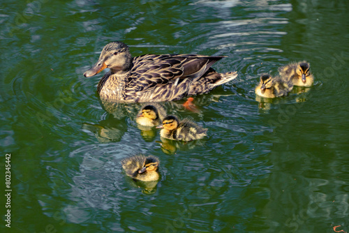 Mother duck with baby ducklings swimming in a pond