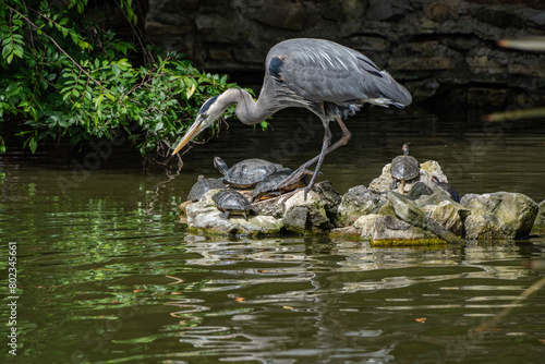 Great blue heron looking for fish in the pond, lifting one leg and surrounded by turtles