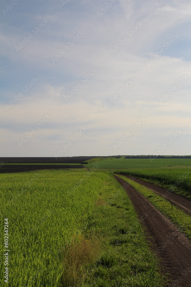 A field of grass A field of grass