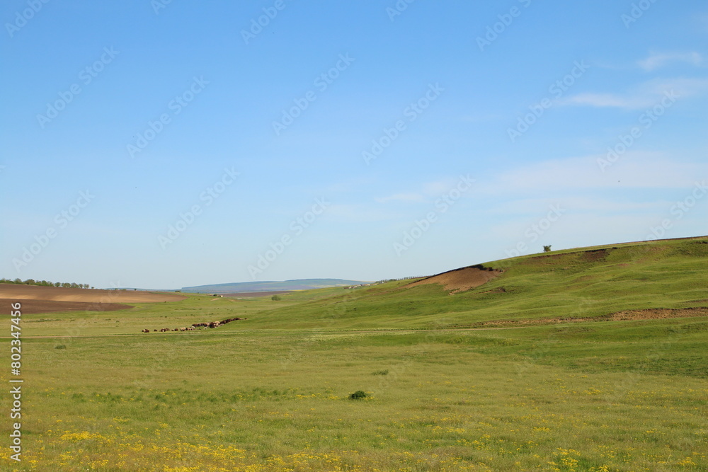 A grassy field with a rainbow