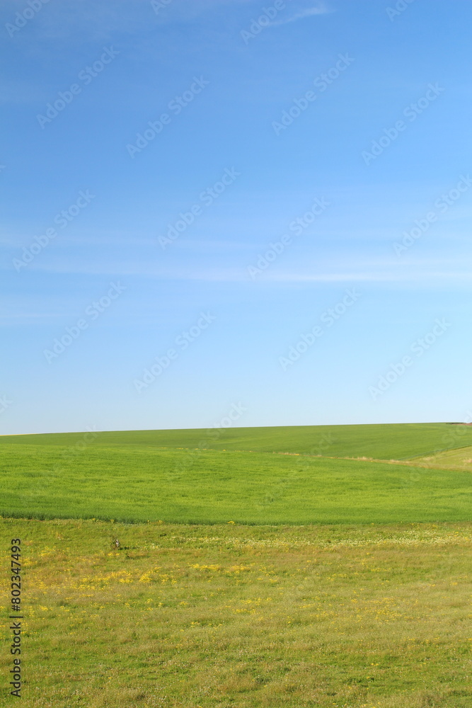 A field with grass and blue sky A field with grass and blue sky