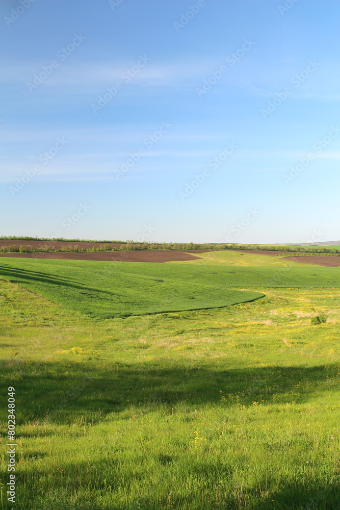 A green field with a dirt road A green field with a dirt road