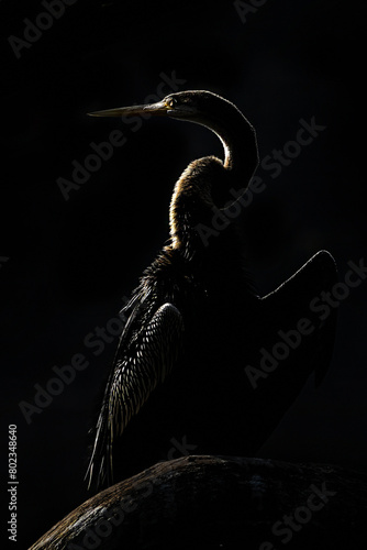 Oriental darter bird in rim light