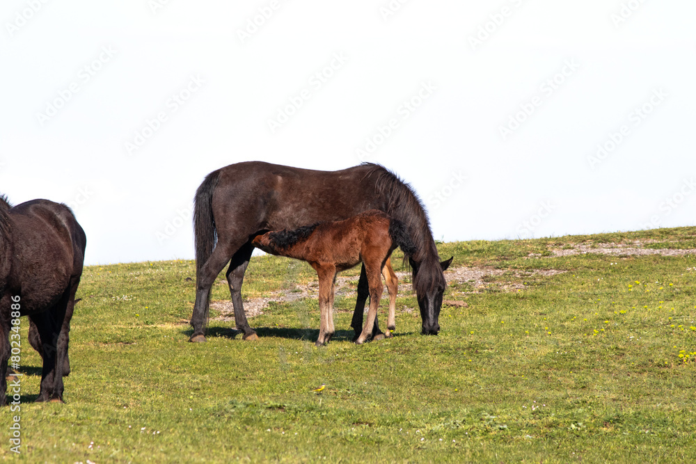 two horses grazing in a meadow two horses grazing in a meadow