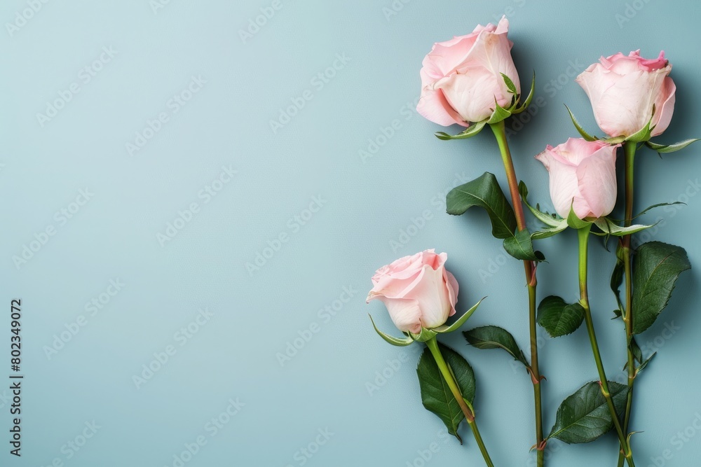 pink roses on a light blue background with copy space for text. mockup, valentines day, mothers Day, women's Day concept, flat lay, top view, copy space pink roses on a light blue background with copy space for text. mockup, valentines day, mothers Day, women's Day concept, flat lay, top view, copy space