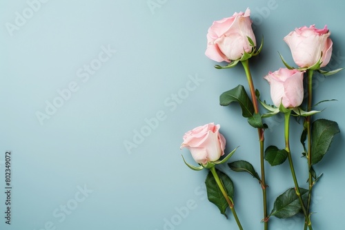 pink roses on a light blue background with copy space for text. mockup  valentines day  mothers Day  women s Day concept  flat lay  top view  copy space