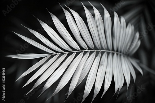 Black and white palm leaf on black and white background,  Close up