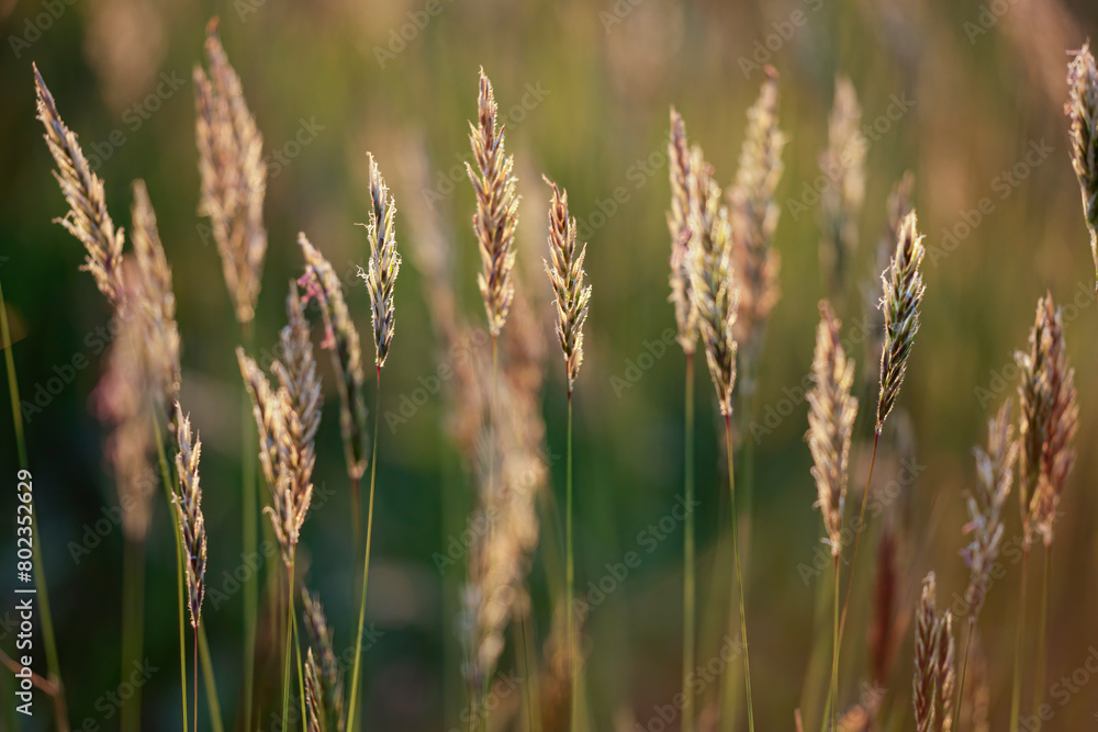 Backlit grass at dusk Backlit grass at dusk