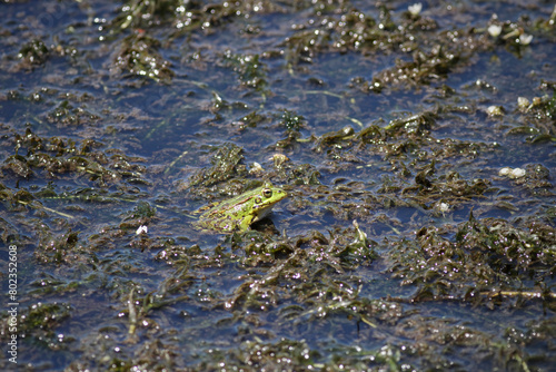 Common green frog closeup