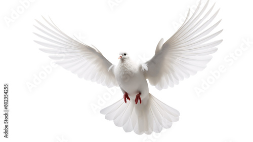 a white dove with wings spread