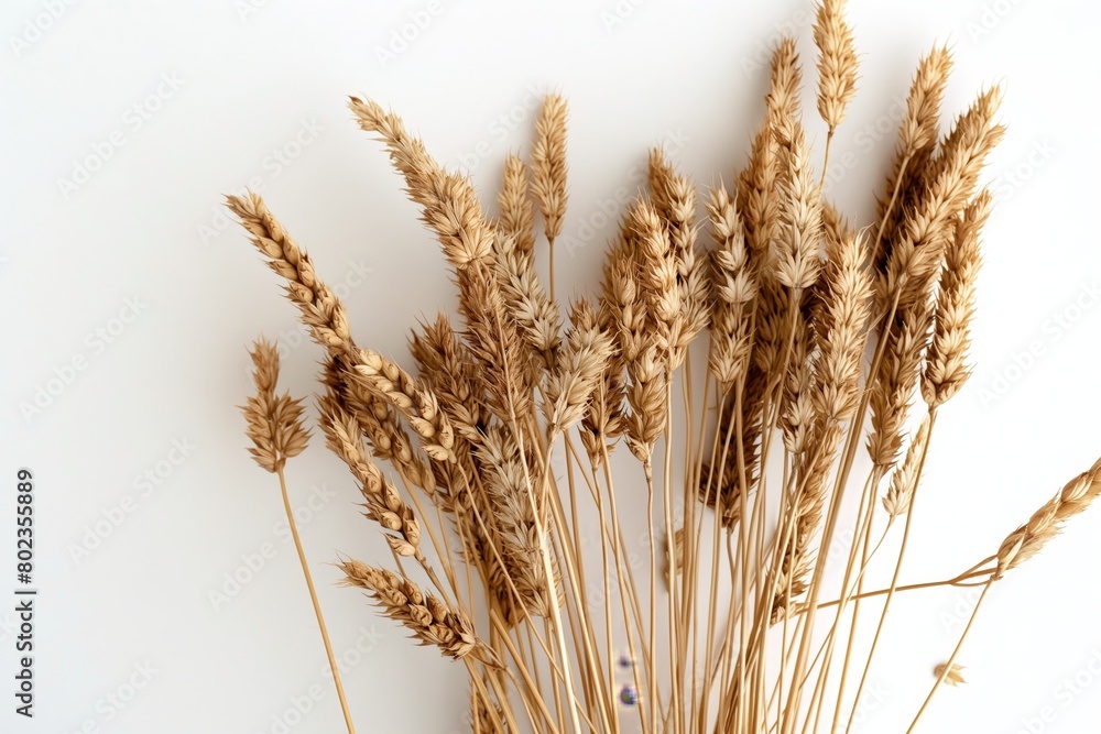 Naklejka premium A bundle of dry wheat stalks stands against a pure white background symbolizing harvest, agriculture, and natural food ingredients