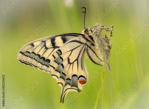 toutes voiles dehors ( Machaon)