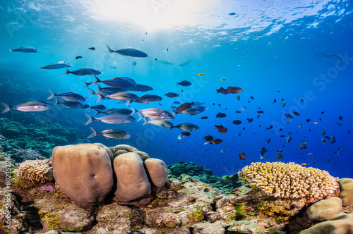 Underwater view of the coral reef. Life in tropical waters.

