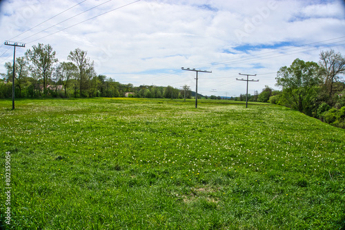 fodder meadow for cows in South Germany