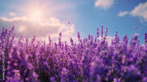 Lavender Field with Clear Sky