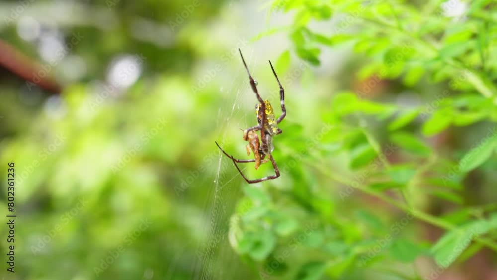 Small spider animals are eating insects in their nests Small spider animals are eating insects in their nests