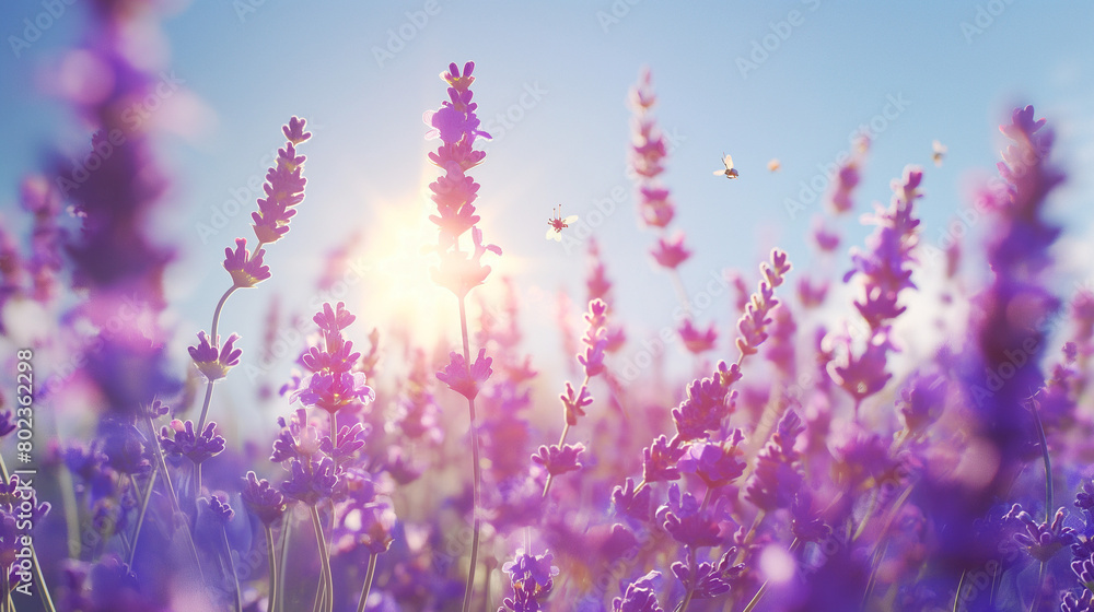 Naklejka premium Serene Lavender Field at Sunset with Clear Sky