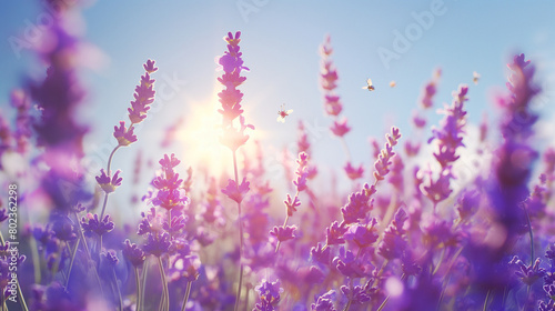 Serene Lavender Field at Sunset with Clear Sky
