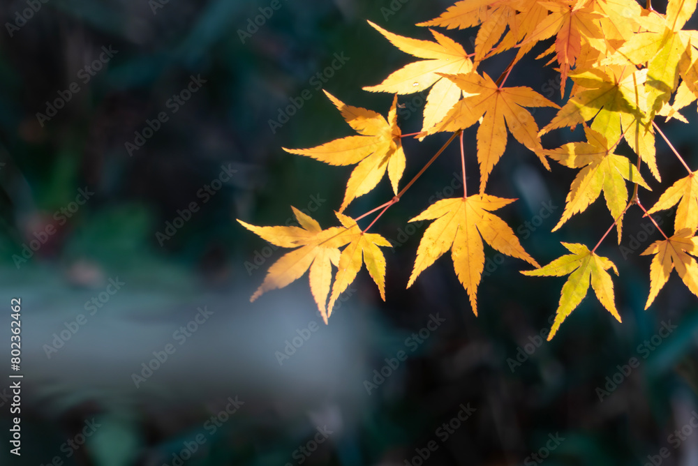 秋の公園　美しい紅葉が太陽に照らされ黄金色に輝く　紅葉背景　日本の風景　滋賀県大津市皇子が丘公園