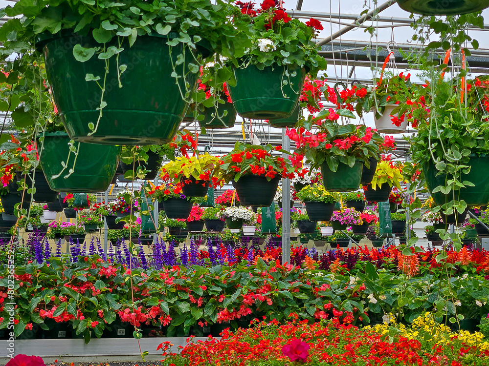 Variety of hanging potted plants in a greenhouse