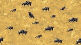 The image shows a large group of wildebeests running across a grassy plain. The wildebeests are all running in the same direction.