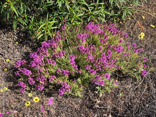 Wildflowers: Thymus lotocephalus