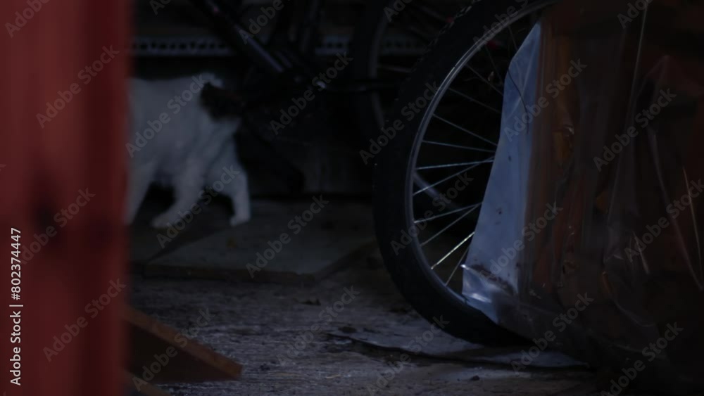 Lost cat in an old garage 