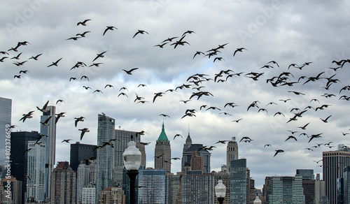new york city skyline with large gaggle of canada geese flying in the foreground (skyscrapers background nyc) group of birds gray sky downtown manhattan buildings (liberty state park jersey city nj) photo