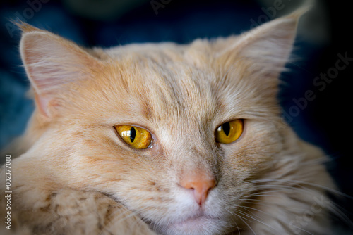 A pretty and regal orange cat with orange eyes with a dark blue background. landscape