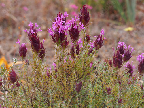 Wildflowers: Thymus lotocephalus